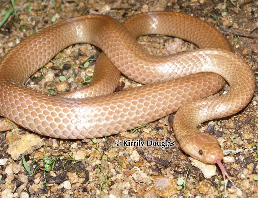 Caramel coloured Smalleyed Snake Aussie Pythons & Snakes Forum